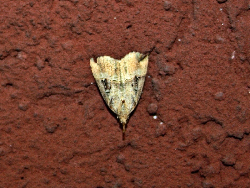 Aiuto ID - Hypena (Hypena) rostralis